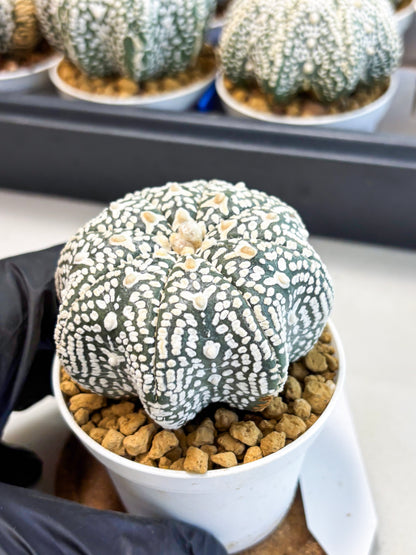 Astrophytum Star Shape (at4) (g4) | Imported Plant