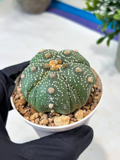 Astrophytum 5-Rib (T11) (y2) | Imported From Taiwan