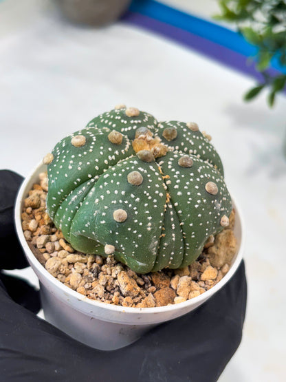 Astrophytum 5-Rib (T11) (y2) | Imported From Taiwan