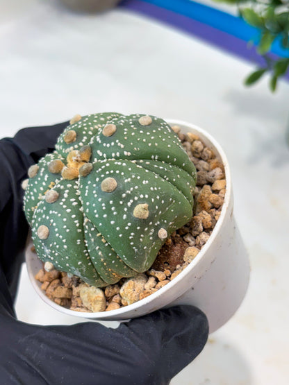 Astrophytum 5-Rib (T11) (y2) | Imported From Taiwan