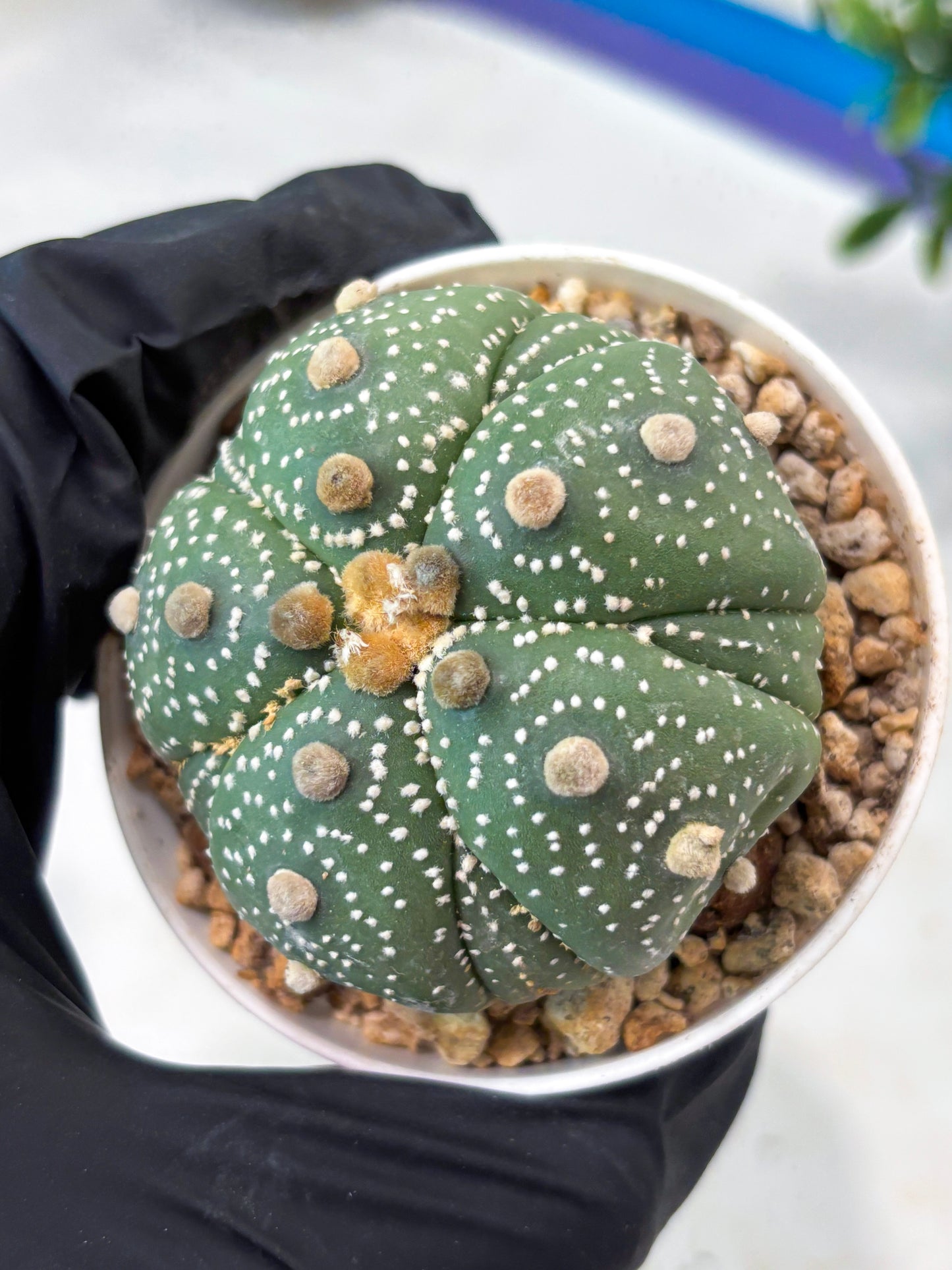 Astrophytum 5-Rib (T11) (y2) | Imported From Taiwan