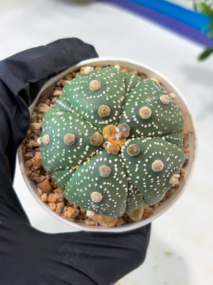 Astrophytum 5-Rib (T11) (y2) | Imported From Taiwan