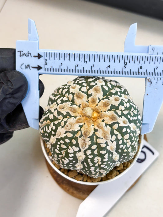 Astrophytum V-Type (at4) (y5) | Ship from Nevada