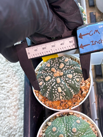 Astrophytum 5-Rib (T11) (y3) | Imported From Taiwan