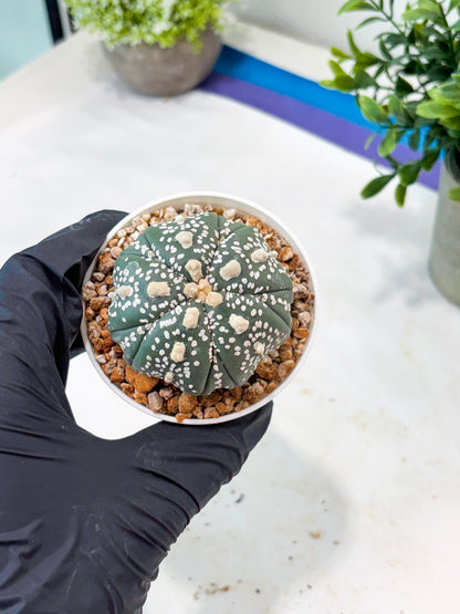 Astrophytum 5-Rib (T11) (y3) | Imported From Taiwan
