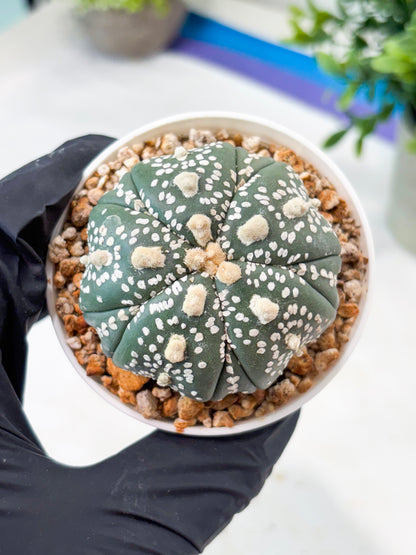 Astrophytum 5-Rib (T11) (y3) | Imported From Taiwan