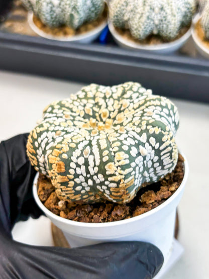 Astrophytum Star Shape (at4) (g7) | Imported Plant