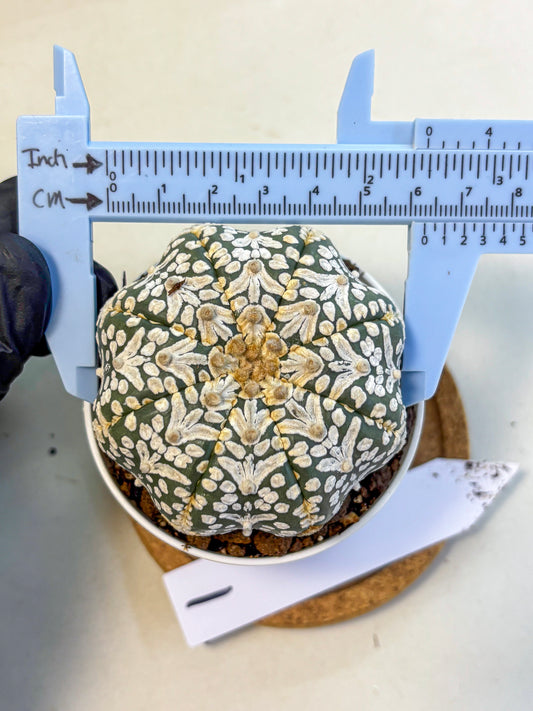Astrophytum V Type (at5) (01) |  Sea urchin cactus