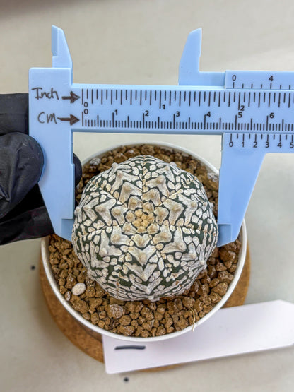 Astrophytum V Type (at2) (01) | Live Plant | Rare Collection