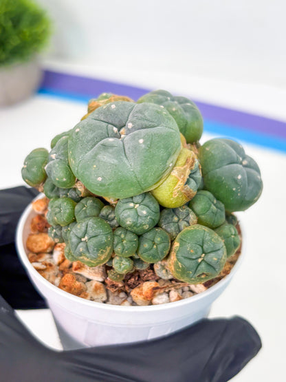 Spineless Cactus (Lo1) (p1) | For Advanced Growers