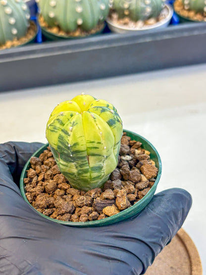 Astrophytum Variegated (at9) (01) | Rare Plant | Live Cactus