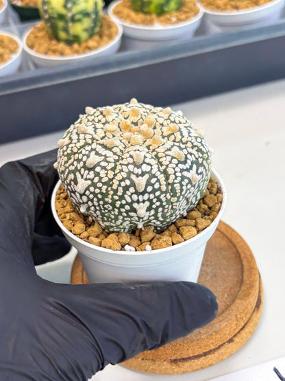 Astrophytum V-Type (at1) (p3) | Imported Cactus