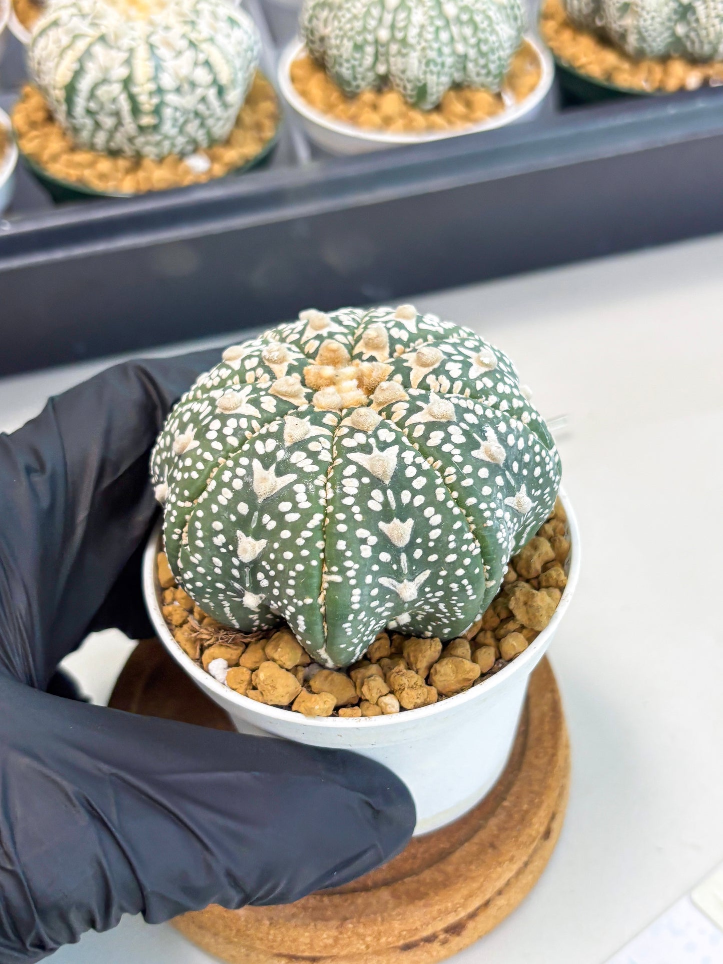 Astrophytum Star Shape (at2) (b1) | Japanese Import