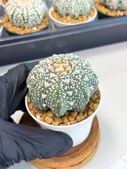 Astrophytum Star Shape (at2) (b1) | Japanese Import