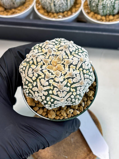 Astrophytum V-Type (at5) (p5) | Rare imported Plant