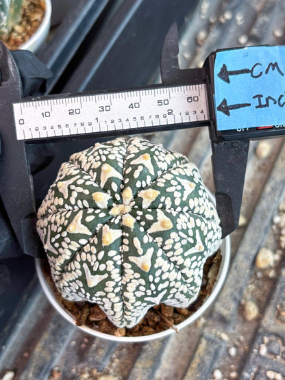 Astrophytum Super Kabuto V Type (T4) (p3) | USA Plant SHOP | 3" Pot