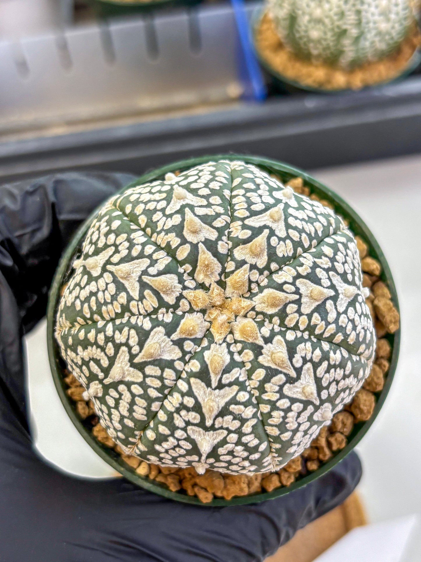 Astrophytum V Type (at2) (06) | Live Plant | Rare Collection