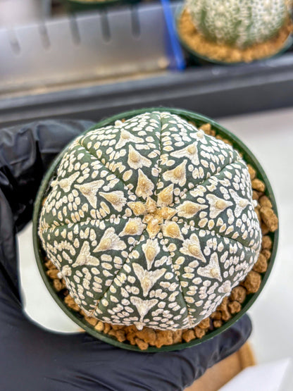 Astrophytum V Type (at2) (06) | Live Plant | Rare Collection