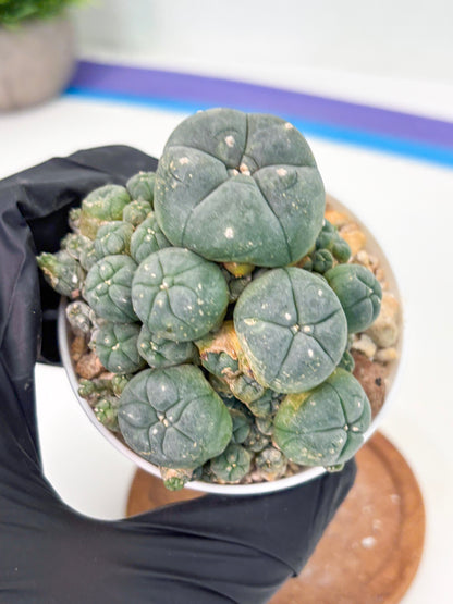 Spineless Cactus (Lo1) (g4) | For Advanced Growers