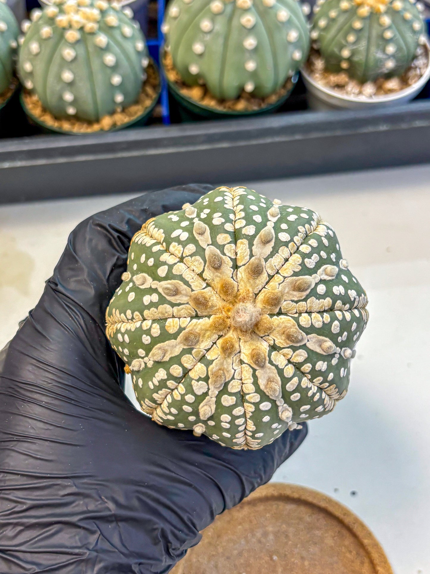Astrophytum V Type Nudum (at9) (06) | Live Cactus