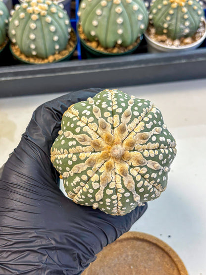 Astrophytum V Type Nudum (at9) (06) | Live Cactus