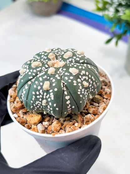 Astrophytum 5-Rib (T11) (y3) | Imported From Taiwan