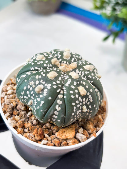 Astrophytum 5-Rib (T11) (y3) | Imported From Taiwan