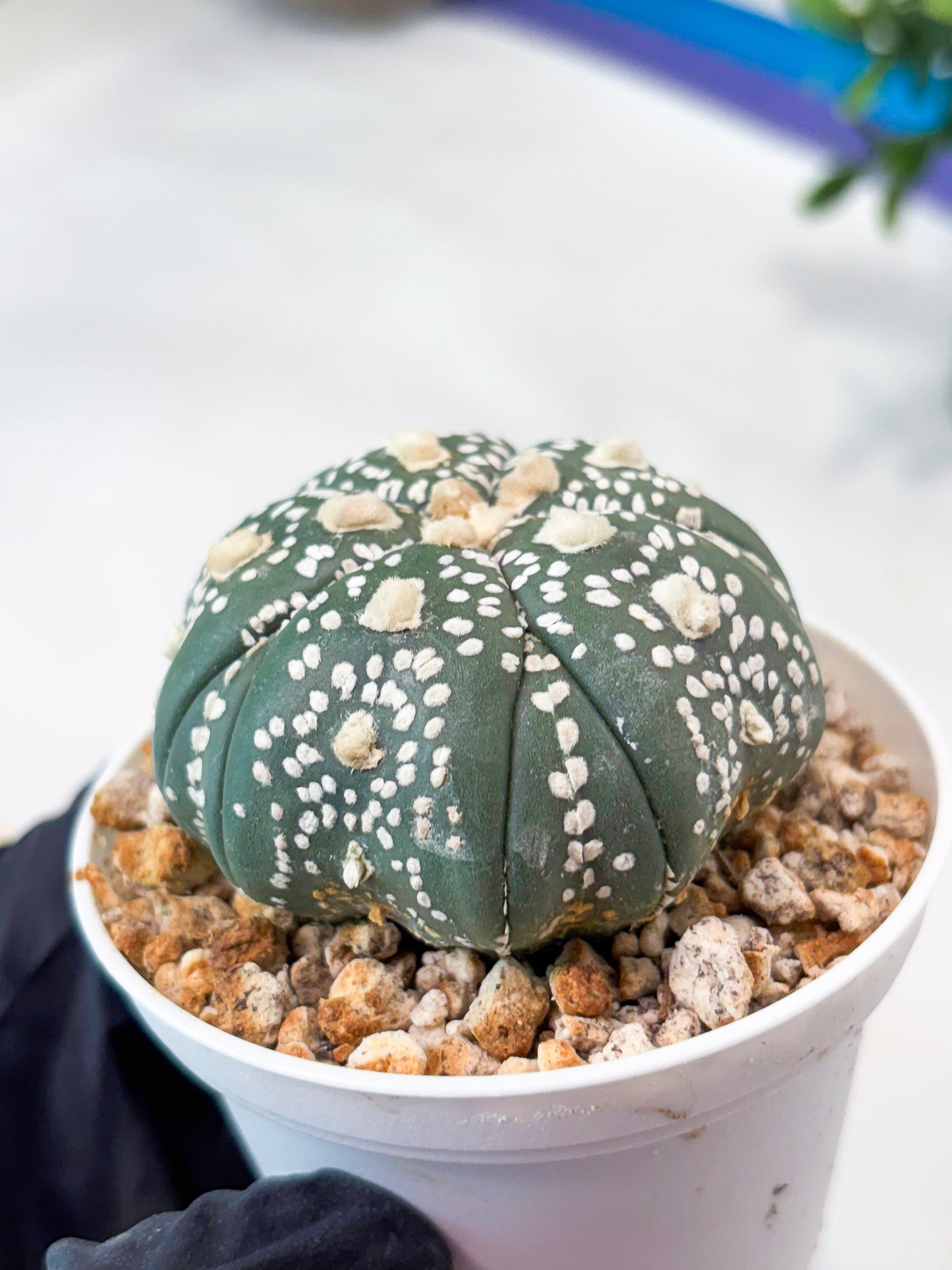 Astrophytum 5-Rib (T11) (y3) | Imported From Taiwan