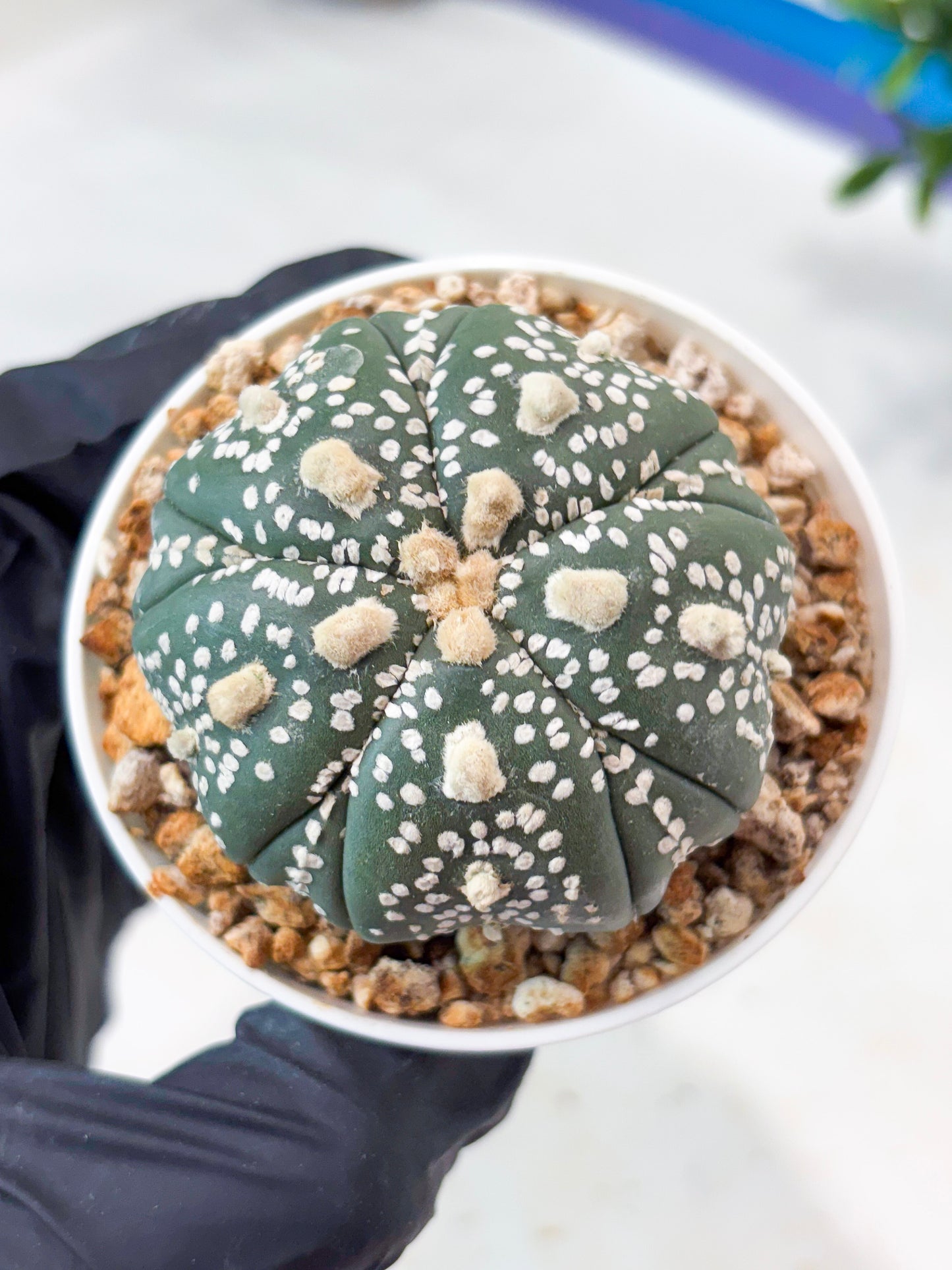 Astrophytum 5-Rib (T11) (y3) | Imported From Taiwan