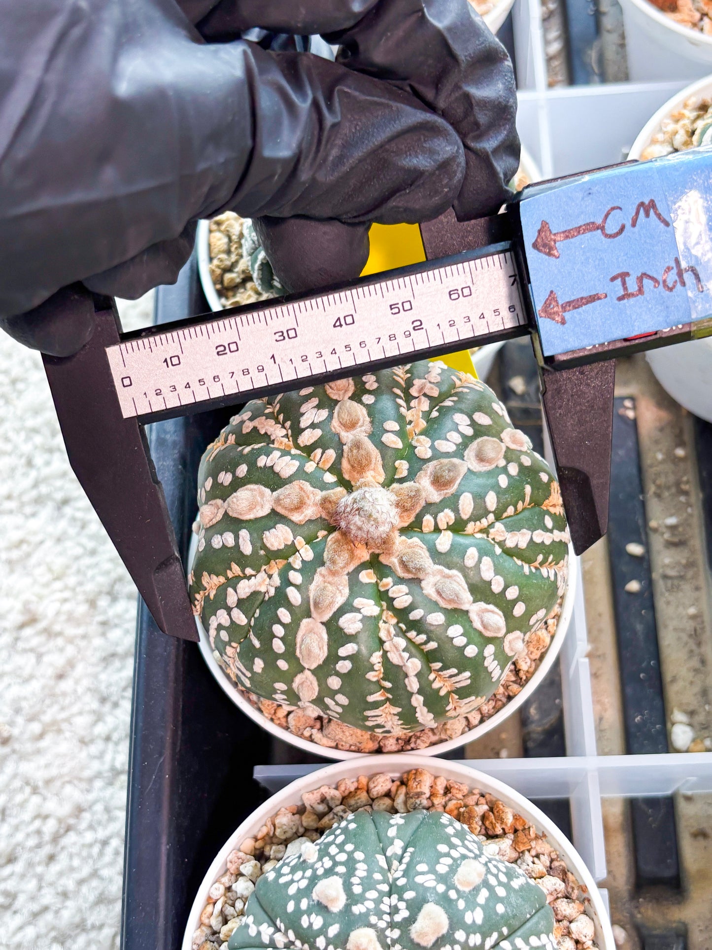 Astrophytum 5-Rib (T11) (y4) | Imported From Taiwan