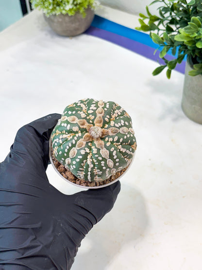 Astrophytum 5-Rib (T11) (y4) | Imported From Taiwan