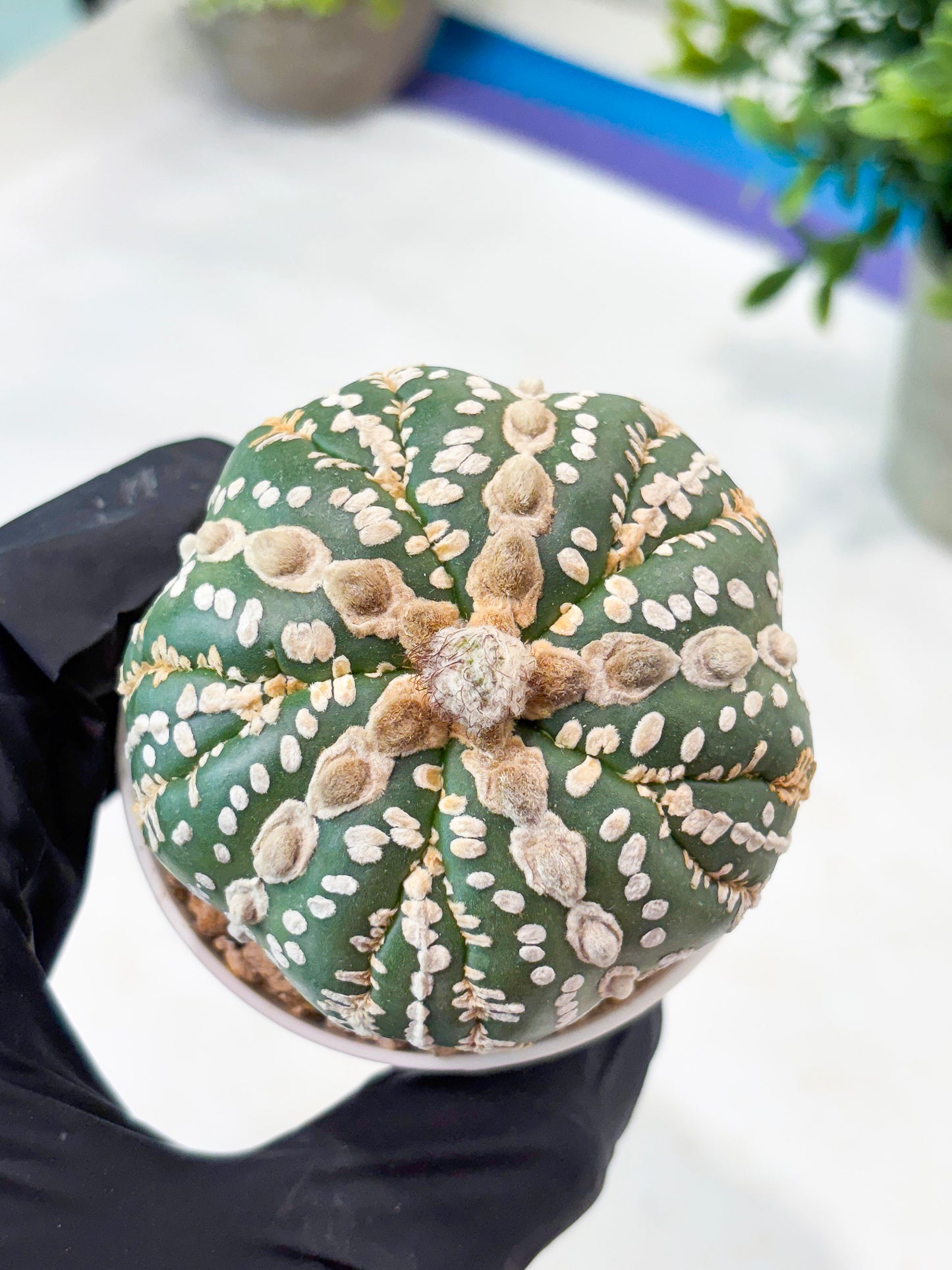 Astrophytum 5-Rib (T11) (y4) | Imported From Taiwan