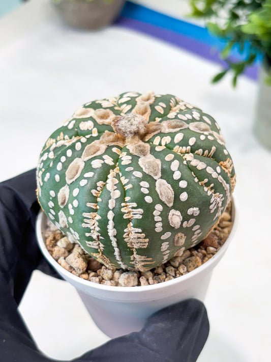 Astrophytum 5-Rib (T11) (y4) | Imported From Taiwan