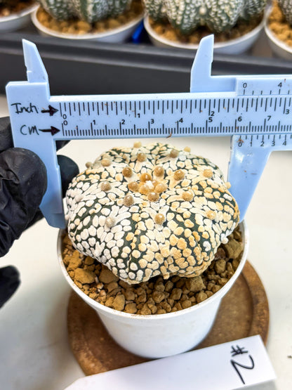 Astrophytum Star Shape (at4) (g2) | Imported Plant