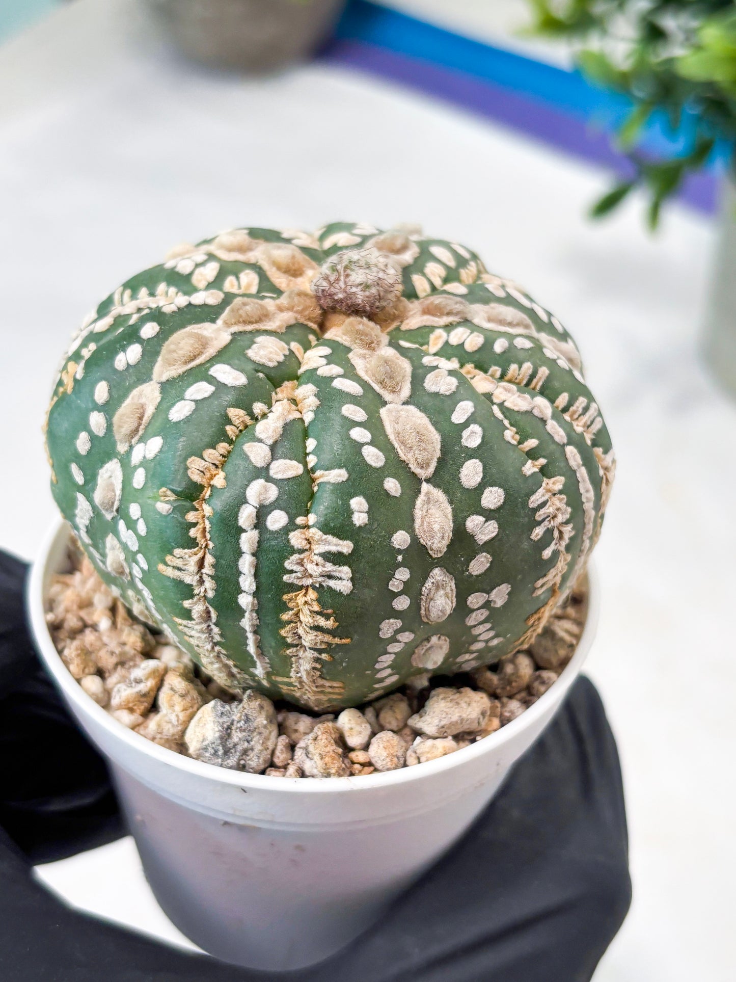 Astrophytum 5-Rib (T11) (y4) | Imported From Taiwan