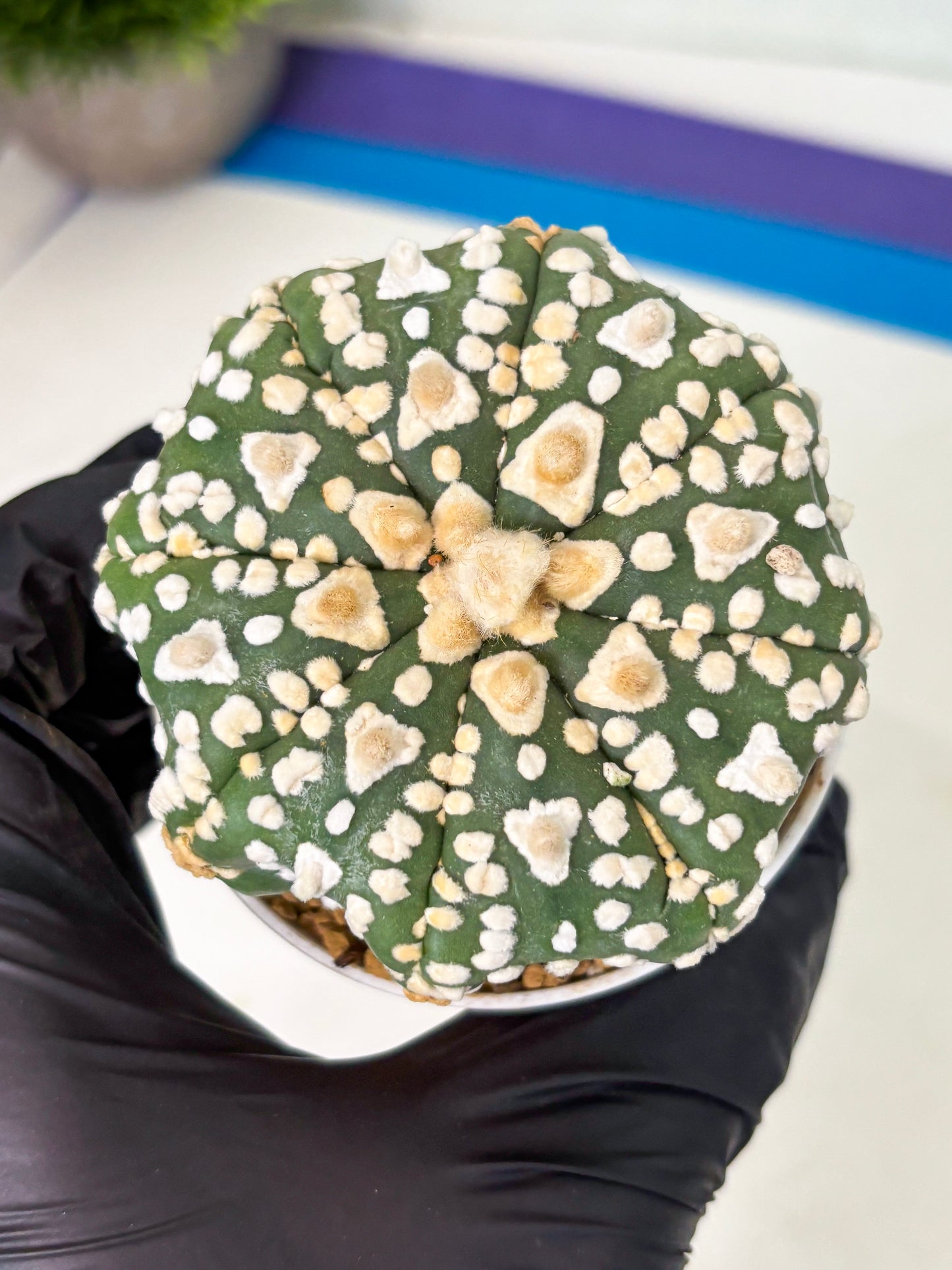 Astrophytum V-Type (at4) (y4) | Ship from Nevada