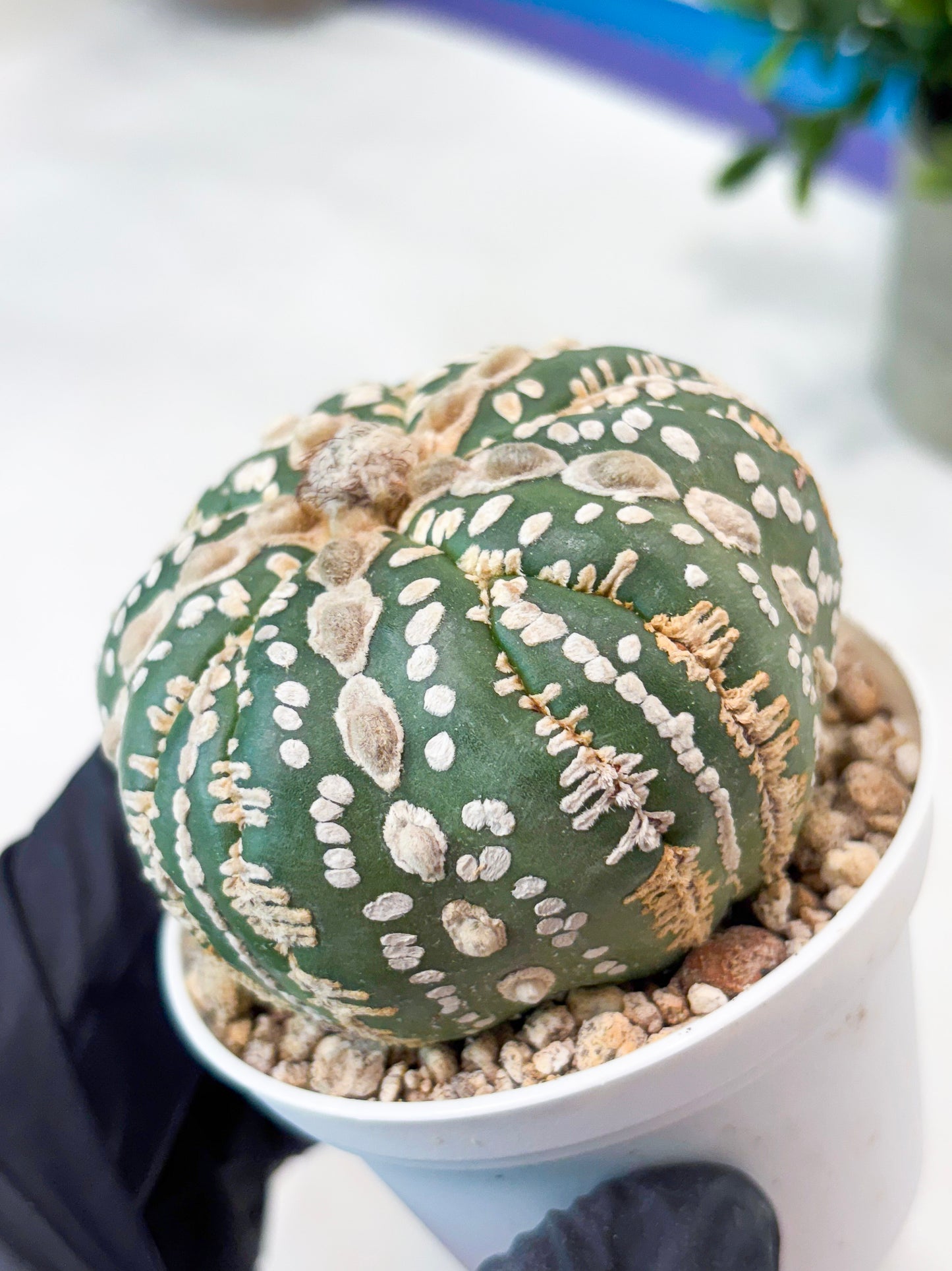 Astrophytum 5-Rib (T11) (y4) | Imported From Taiwan
