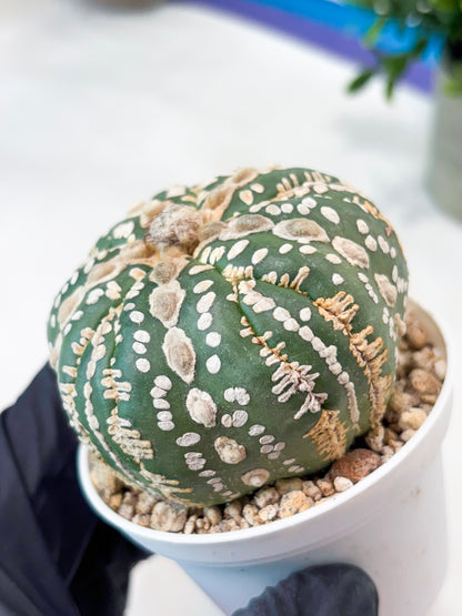 Astrophytum 5-Rib (T11) (y4) | Imported From Taiwan