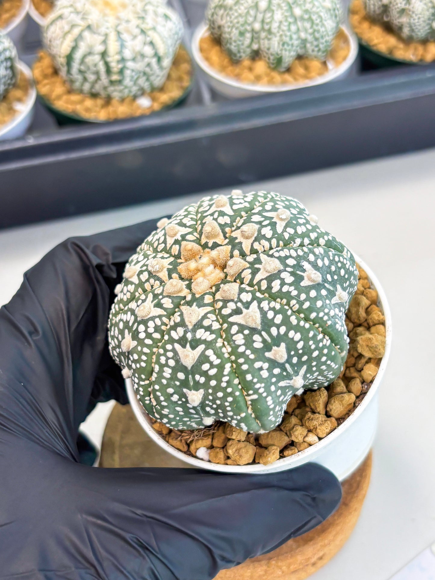 Astrophytum Star Shape (at2) (b1) | Japanese Import