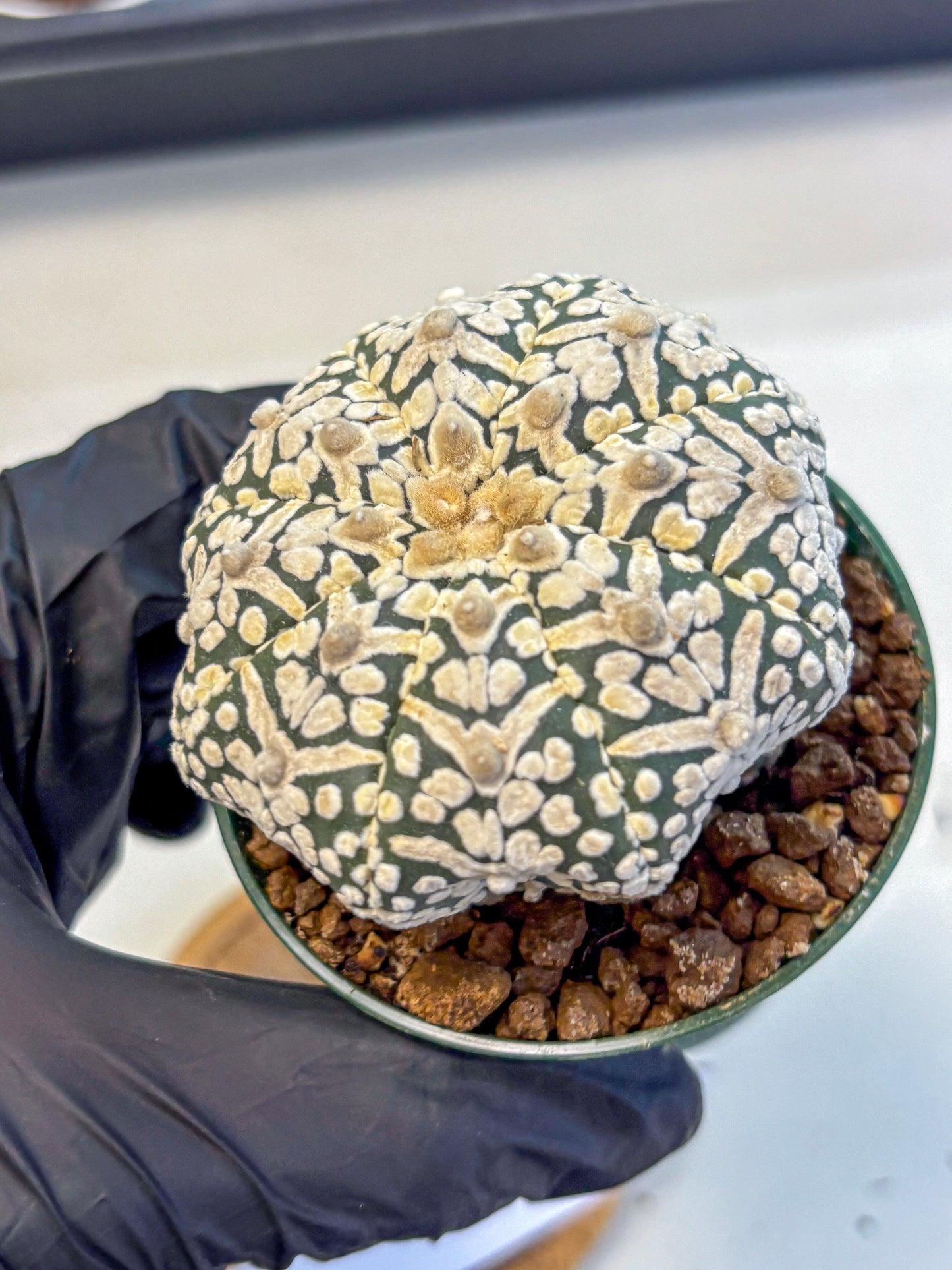 Astrophytum V Type (at5) (06) |  Sea urchin cactus