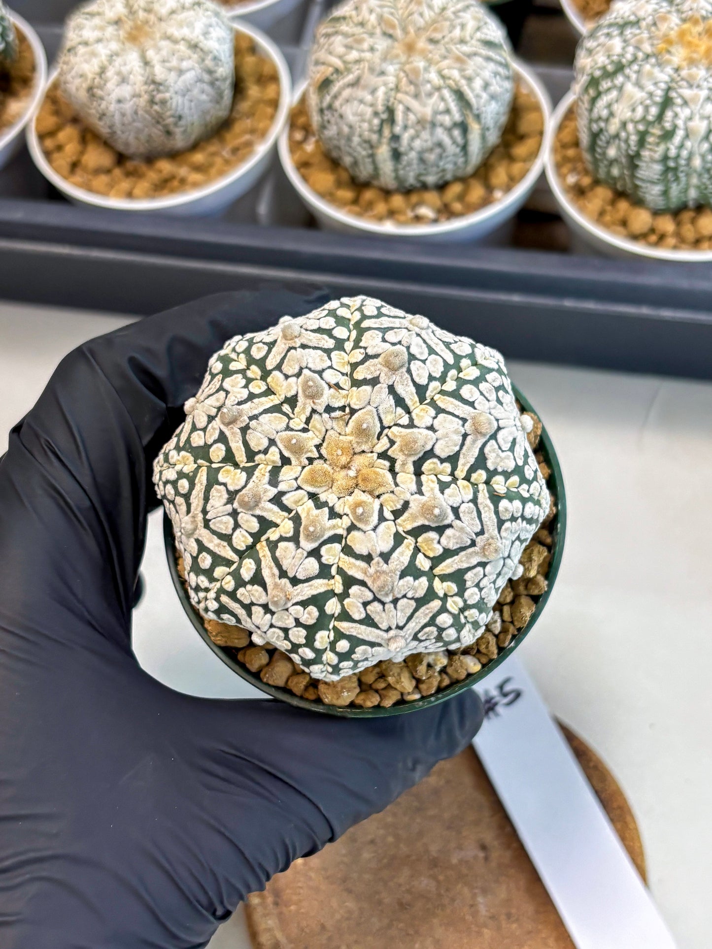 Astrophytum V-Type (at5) (p5) | Rare imported Plant