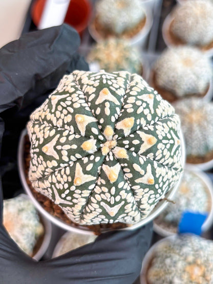 Astrophytum Super Kabuto V Type (T4) (p3) | USA Plant SHOP | 3" Pot