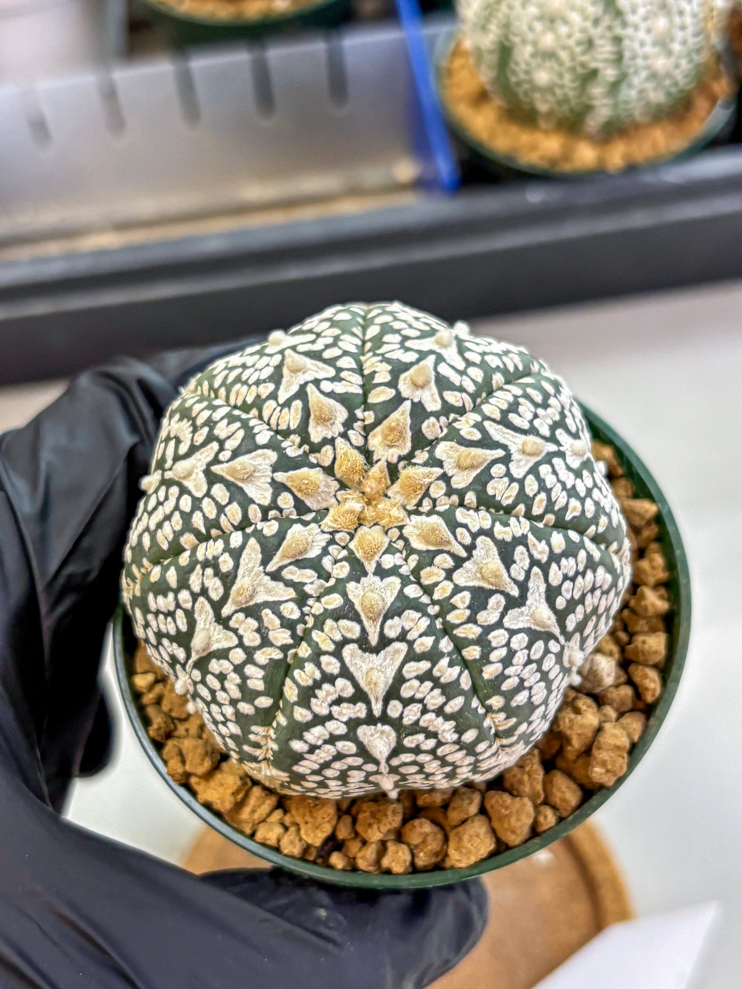 Astrophytum V Type (at2) (06) | Live Plant | Rare Collection