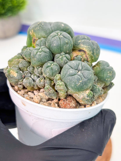 Spineless Cactus (Lo1) (g4) | For Advanced Growers