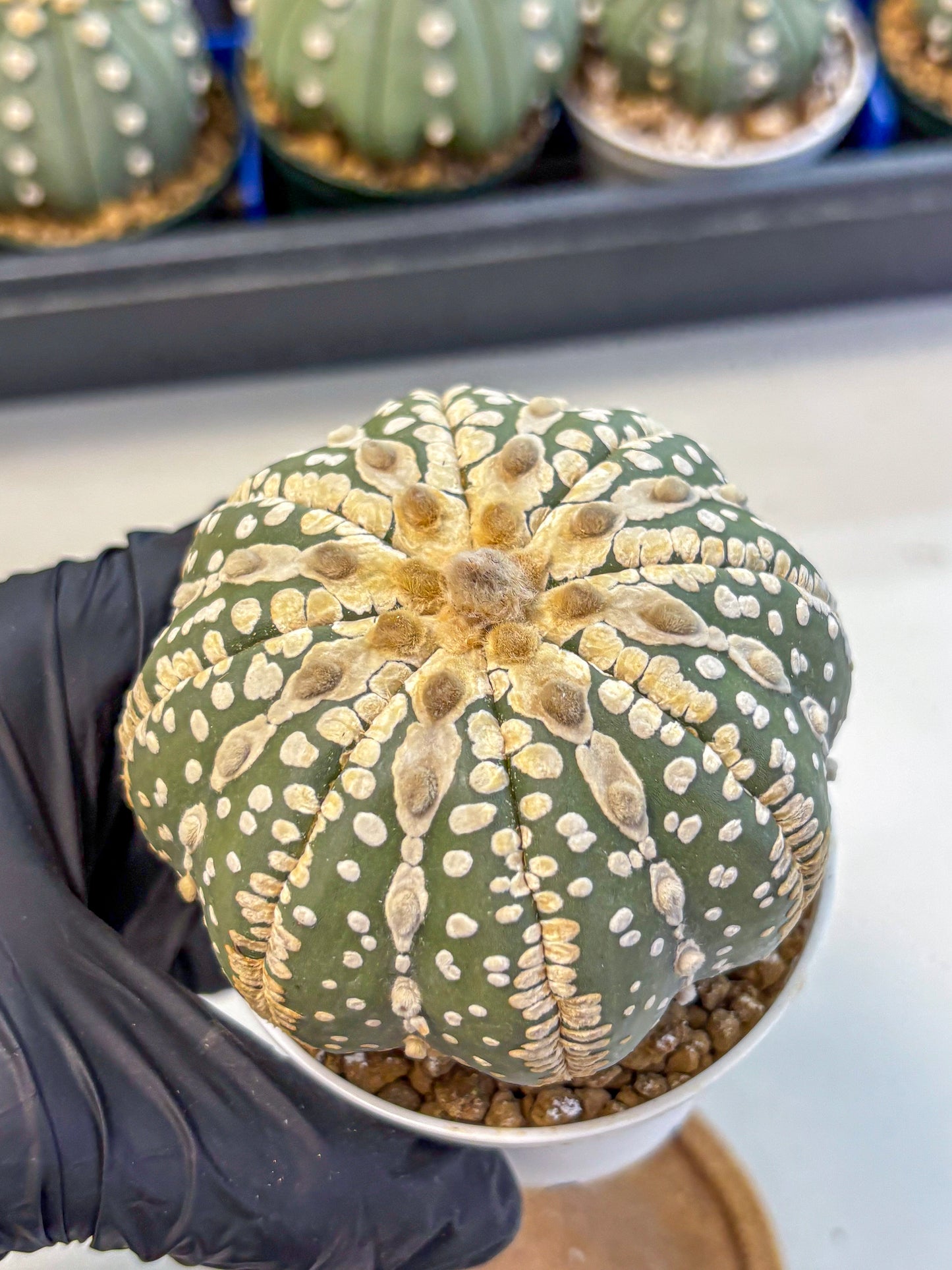 Astrophytum V Type Nudum (at9) (06) | Live Cactus