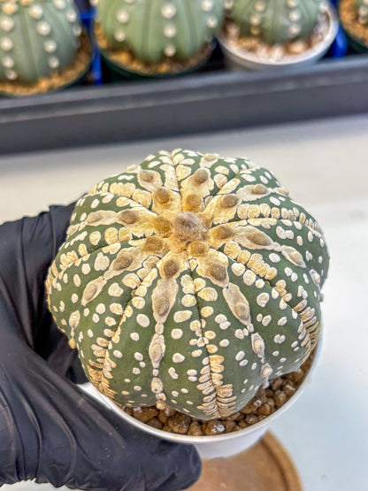 Astrophytum V Type Nudum (at9) (06) | Live Cactus
