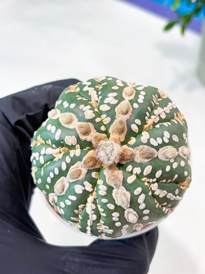 Astrophytum 5-Rib (T11) (y4) | Imported From Taiwan