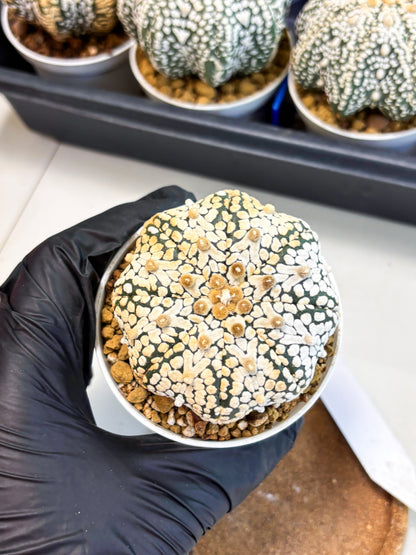 Astrophytum Star Shape (at4) (g2) | Imported Plant