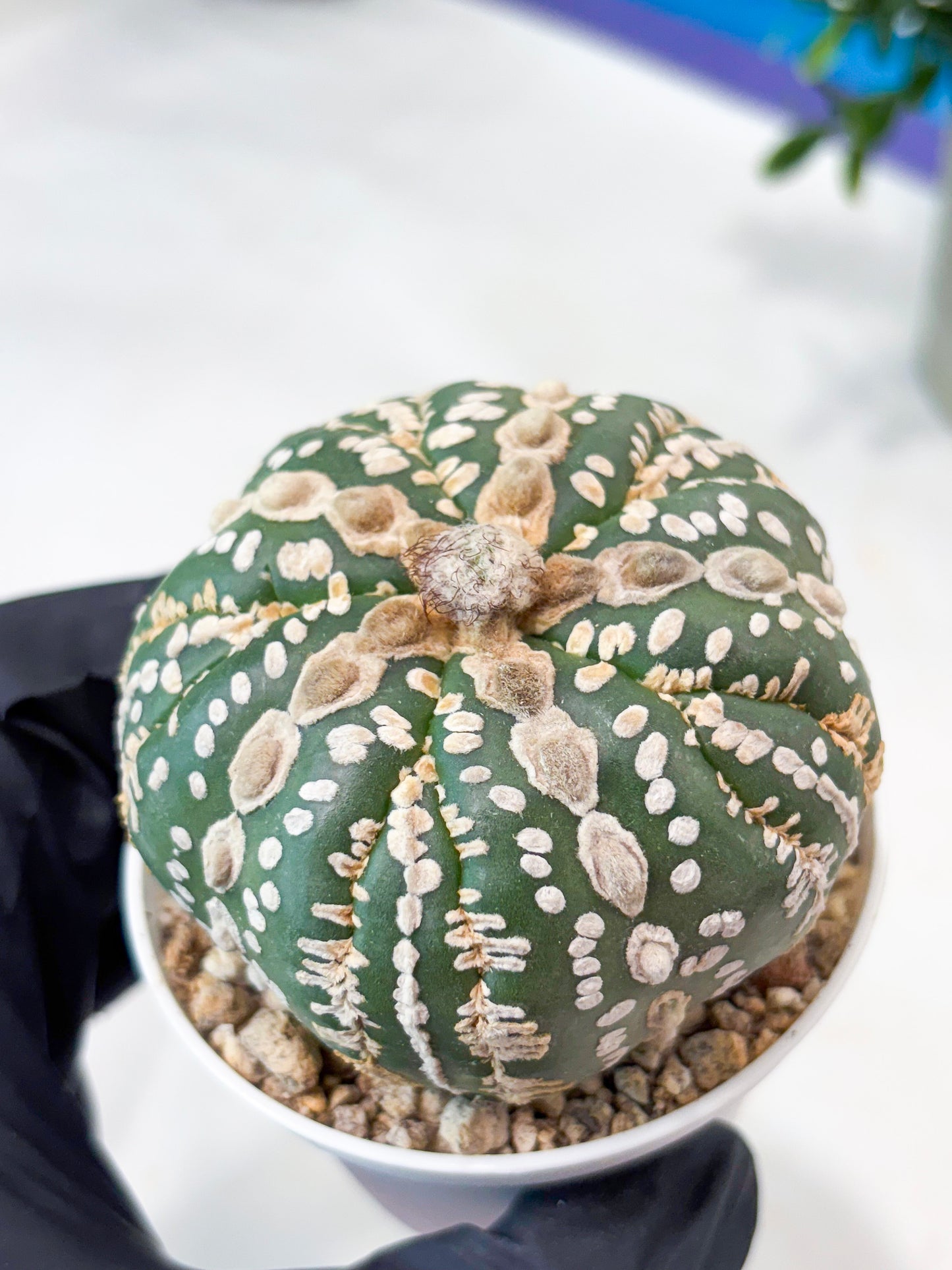 Astrophytum 5-Rib (T11) (y4) | Imported From Taiwan