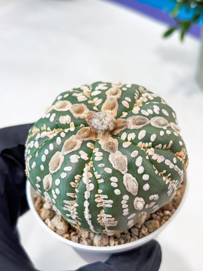 Astrophytum 5-Rib (T11) (y4) | Imported From Taiwan